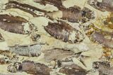 Fossil Fish (Gosiutichthys) Mortality Plate - Lake Gosiute #105413-2